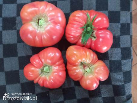 Pomidory Malinowe