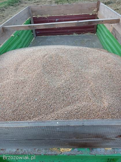 Sprzedam pszenice i owies