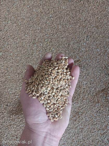 Sprzedam pszenice i owies