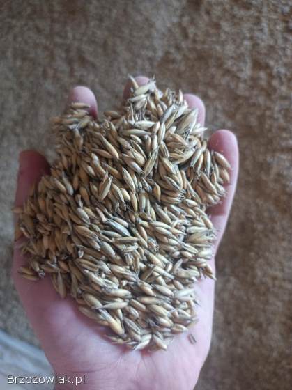 Sprzedam pszenice i owies