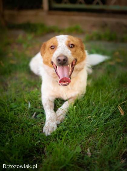 Borys -  psi anioł w poszukiwaniu swojego domu!