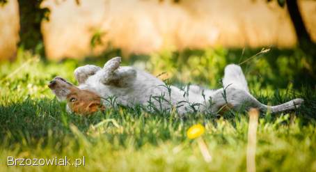 Borys -  psi anioł w poszukiwaniu swojego domu!