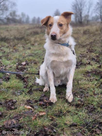 Borys -  psi anioł w poszukiwaniu swojego domu!