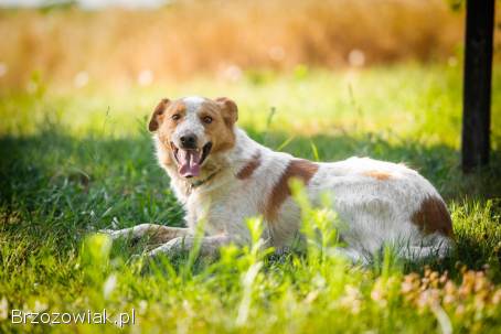 Borys -  psi anioł w poszukiwaniu swojego domu!