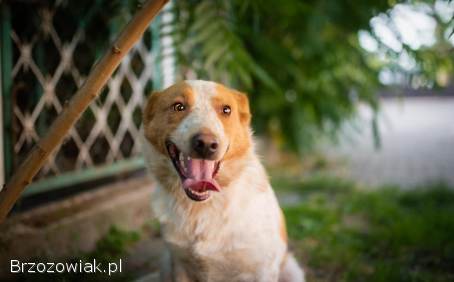 Borys -  psi anioł w poszukiwaniu swojego domu!