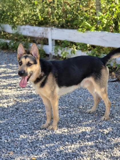 Lolo -  młodziutki,  wesoły psiak w typie owczarka!