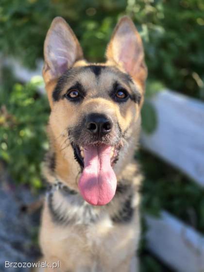 Lolo -  młodziutki,  wesoły psiak w typie owczarka!