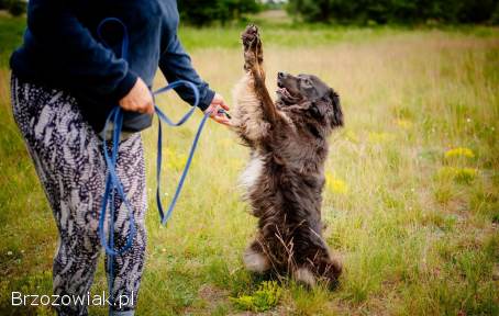 Roki -  cudowny kudłacz szuka domu!