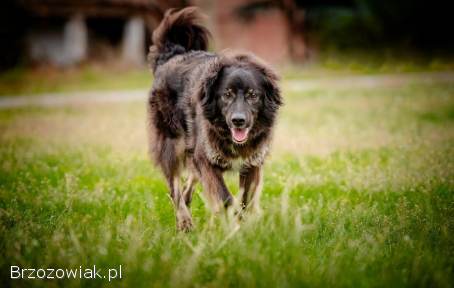 Roki -  cudowny kudłacz szuka domu!