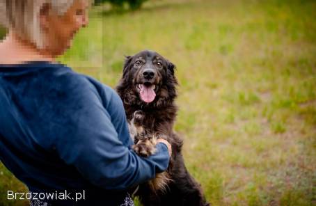 Roki -  cudowny kudłacz szuka domu!