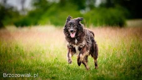 Roki -  cudowny kudłacz szuka domu!