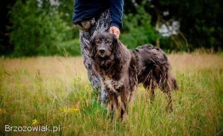 Roki -  cudowny kudłacz szuka domu!