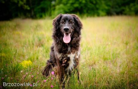 Roki -  cudowny kudłacz szuka domu!