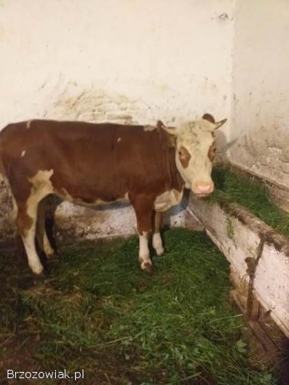 Sprzedam Jałówkę