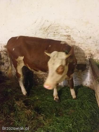 Sprzedam Jałówkę