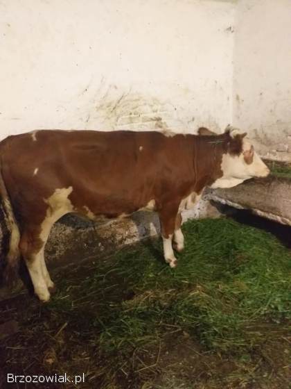 Sprzedam Jałówkę