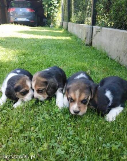 Szczeniaki Beagla