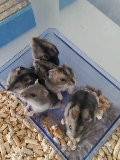 Sprzedam chomik chomiki dzungalskie