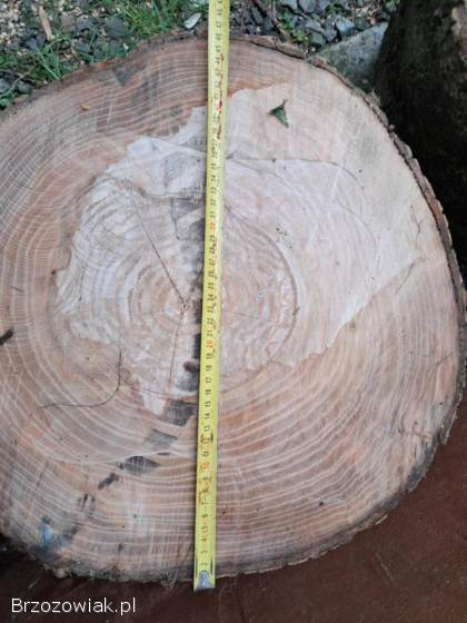 Drzewo opałowe jesion