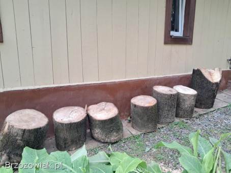 Drzewo opałowe jesion