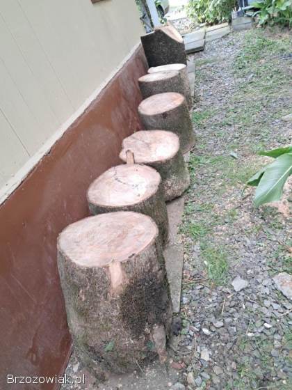 Drzewo opałowe jesion