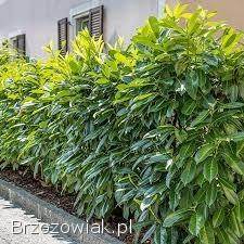 Laurowisnia zimozielony żywopłot