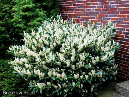 Laurowisnia zimozielony żywopłot