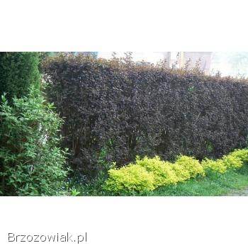 Pęcherznica na szybkie żywopłoty