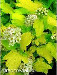 Pęcherznica na szybkie żywopłoty