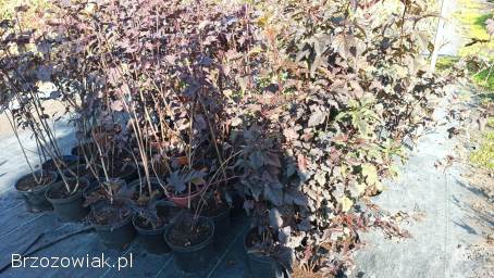 Pęcherznica na szybkie żywopłoty