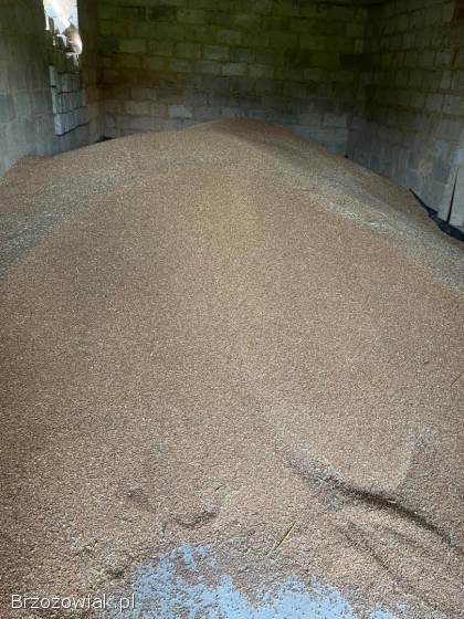 Sprzedam pszenice tegoroczną