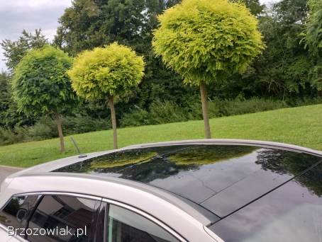 Hyundai i40 BlueActive Solar 2014