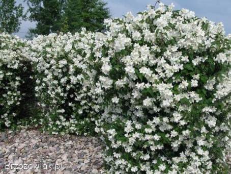 Dereń,  forsycja,  jaśminowiec na żywopłoty