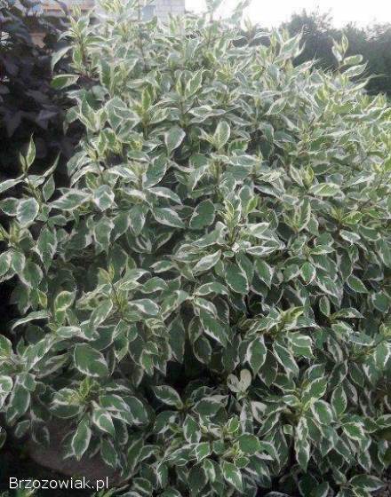 Dereń,  forsycja,  jaśminowiec na żywopłoty