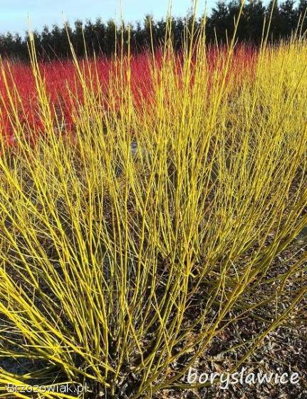 Dereń,  forsycja,  jaśminowiec na żywopłoty