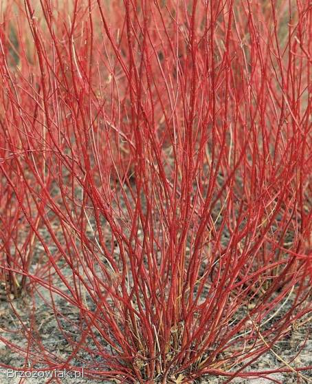 Dereń,  forsycja,  jaśminowiec na żywopłoty