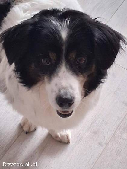 Rabi -  domowy,  wesoły,  niewielki psiak PILNIE szuka domu!