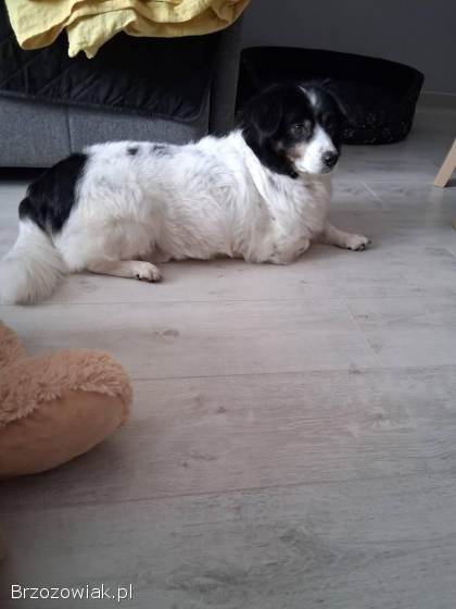 Rabi -  domowy,  wesoły,  niewielki psiak PILNIE szuka domu!