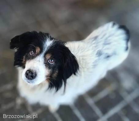 Rabi -  domowy,  wesoły,  niewielki psiak PILNIE szuka domu!