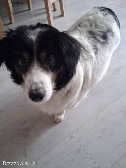 Rabi -  domowy,  wesoły,  niewielki psiak PILNIE szuka domu!