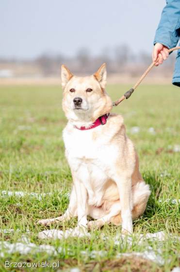 Elza -  pies anioł,  kochana,  łagodna sunia