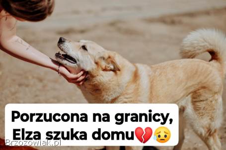 Elza -  pies anioł,  kochana,  łagodna sunia