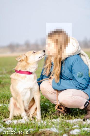 Elza -  pies anioł,  kochana,  łagodna sunia
