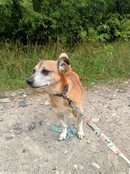 Maleńki Fikuś,  domowy psiaczek szuka domu!