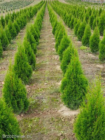 TUJA SZMARAGD wysokość 90-110 cm