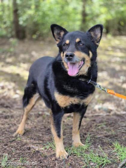 Pedro -  grzeczny,  przyjazny psiak szuka domu!