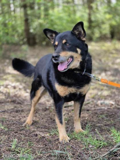 Pedro -  grzeczny,  przyjazny psiak szuka domu!