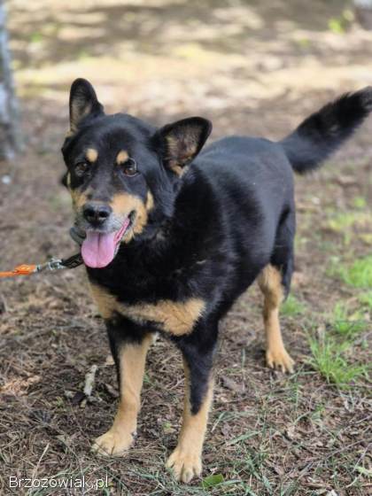 Pedro -  grzeczny,  przyjazny psiak szuka domu!