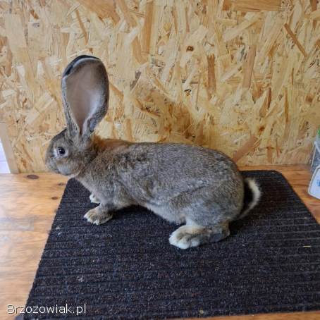 Kroliki olbrzym belgijski szary