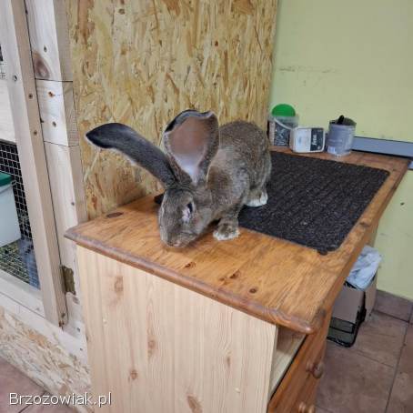 Kroliki olbrzym belgijski szary